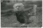 Trump as a Chicken