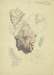 Crystals, Mineral, Rock, Snowflake by Jonathan Wetzel and RISD Archives