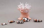 Changing Clownfish by Eleanor Olson, Special Collections, and Fleet Library
