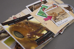 Invasive cases: Red Fire Ants (imported) by Martello Cesar, Special Collections, and Fleet Library