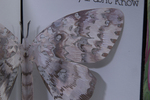 The Moths by Kat Kishinsky, Special Collections, and Fleet Library