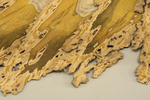 2026 Rooted in Color by Hugo Nakashima-Brown, Color Lab, and Fleet Library