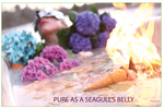 Pure as a Seagull's Belly by Campus Exhibitions and Christian Berman