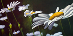 Daisies by Alecia Underhill and Fleet Library