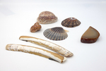 Collection Of Seashells by Fleet Library