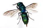 cuckoo wasp by Edna W. Lawrence Nature Lab