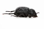 darkling beetle by Edna W. Lawrence Nature Lab