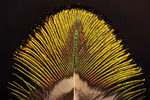 peacock feather by Edna W. Lawrence Nature Lab