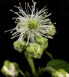 raspberry flower by Edna W. Lawrence Nature Lab