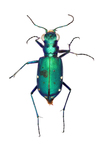 six-spotted tiger beetle by Edna W. Lawrence Nature Lab