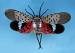 spotted lanternfly by Edna W. Lawrence Nature Lab