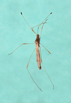 stilt bug by Edna W. Lawrence Nature Lab