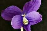 violet by Edna W. Lawrence Nature Lab