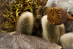 mushroom, lichen, flowers, tree bark warm by Edna W. Lawrence Nature Lab