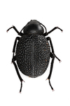 darkling beetle by Edna W. Lawrence Nature Lab