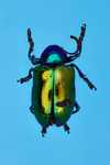 dogbane beetle by Edna W. Lawrence Nature Lab
