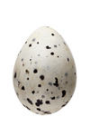 egg by Edna W. Lawrence Nature Lab