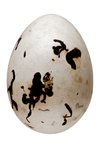 egg by Edna W. Lawrence Nature Lab