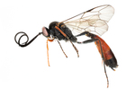 ichneumonid wasp by Edna W. Lawrence Nature Lab
