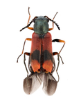 orange flower beetle by Edna W. Lawrence Nature Lab