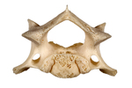 rodent vertebra by Edna W. Lawrence Nature Lab