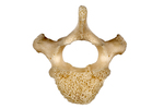 rodent vertebra by Edna W. Lawrence Nature Lab