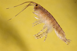amphipod by Edna W. Lawrence Nature Lab
