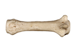 bone by Edna W. Lawrence Nature Lab