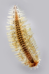 bristle worm by Edna W. Lawrence Nature Lab