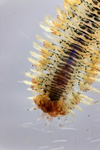 bristle worm by Edna W. Lawrence Nature Lab