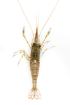 grass shrimp by Edna W. Lawrence Nature Lab