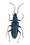 purple leaf beetle by Edna W. Lawrence Nature Lab