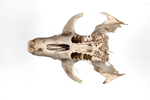 rat skull by Edna W. Lawrence Nature Lab