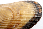ribbed mussel by Edna W. Lawrence Nature Lab