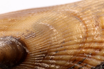 ribbed mussel by Edna W. Lawrence Nature Lab