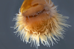 sea anenome by Edna W. Lawrence Nature Lab