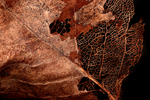 skeletonized leaf by Edna W. Lawrence Nature Lab