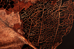 skeletonized leaf by Edna W. Lawrence Nature Lab