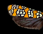 Alianthus webworm moth wing