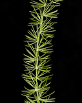asparagus fern by Edna W. Lawrence Nature Lab