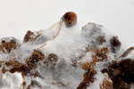coffee mycelium by Edna W. Lawrence Nature Lab