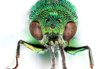 cuckoo wasp by Edna W. Lawrence Nature Lab