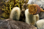 diorama mushroom lichen flowers tree bark by Edna W. Lawrence Nature Lab