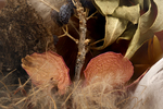 diorama seeds feathers flower cotton by Edna W. Lawrence Nature Lab