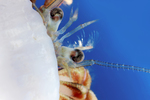 hermit crab by Edna W. Lawrence Nature Lab