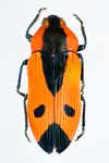 orange black beetle by Edna W. Lawrence Nature Lab