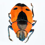 orange black beetle by Edna W. Lawrence Nature Lab