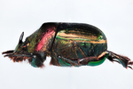rainbow scarab by Edna W. Lawrence Nature Lab