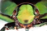 scarab beetle by Edna W. Lawrence Nature Lab