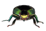 scarab beetle by Edna W. Lawrence Nature Lab